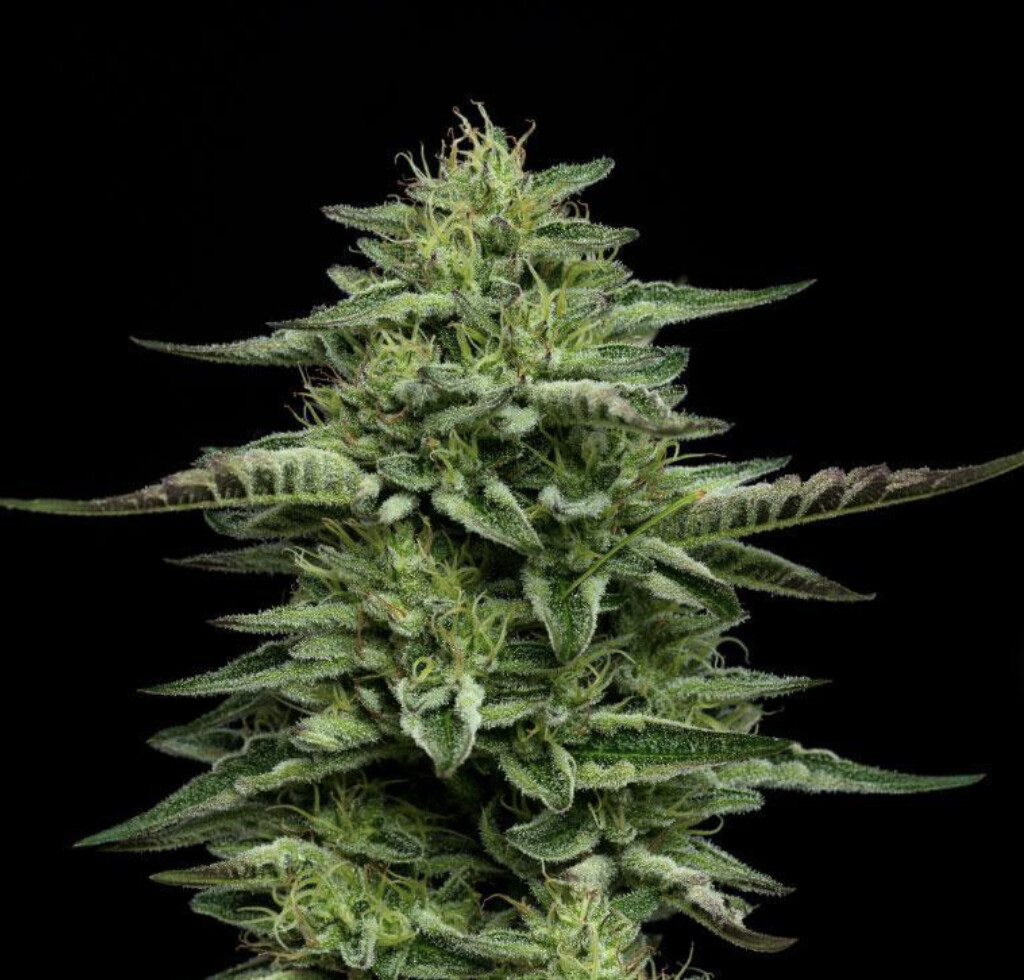 The Bling Seeds