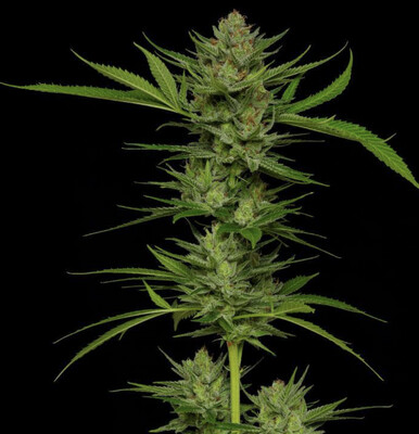 Slightly Stoopid Fruit Seeds