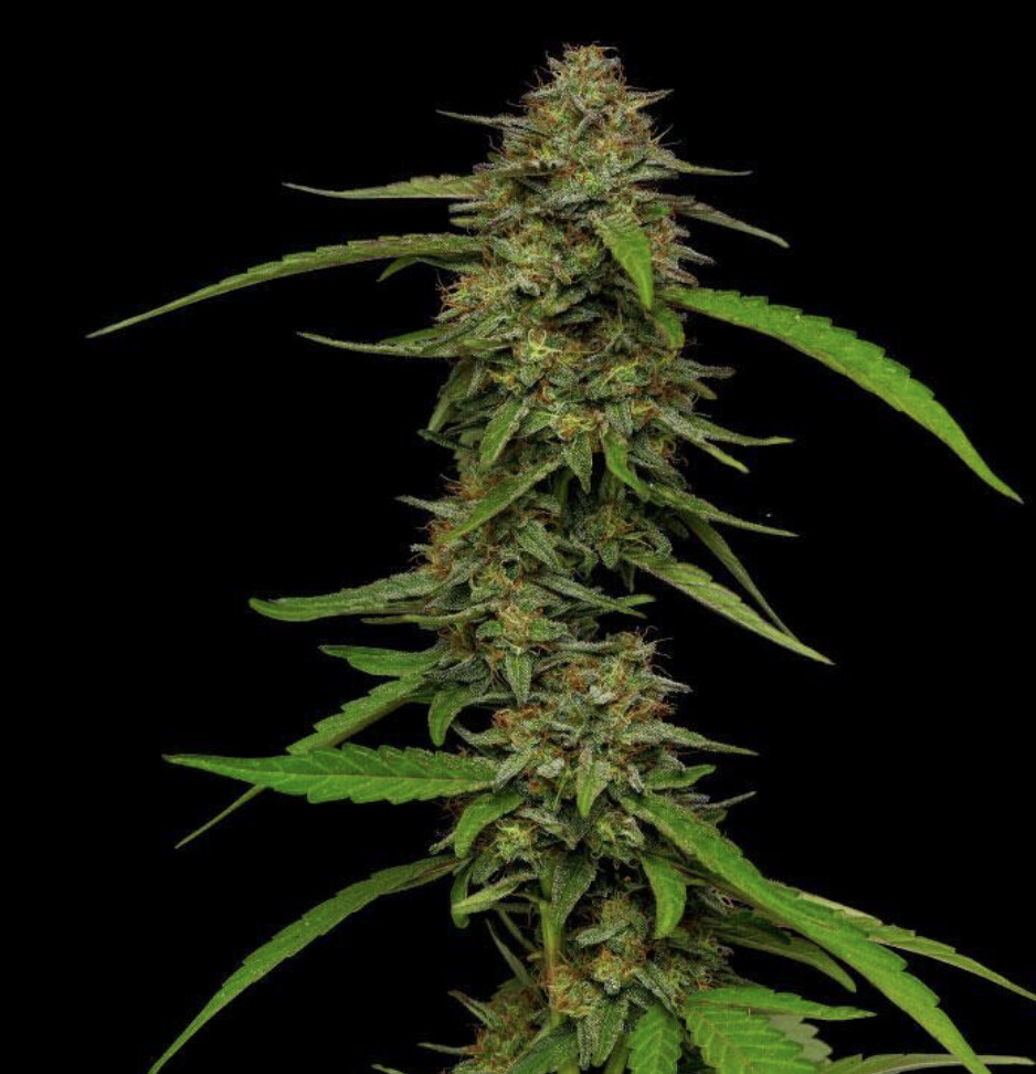 Strawberry Cheesecake Seeds - Humboldt Seed Company