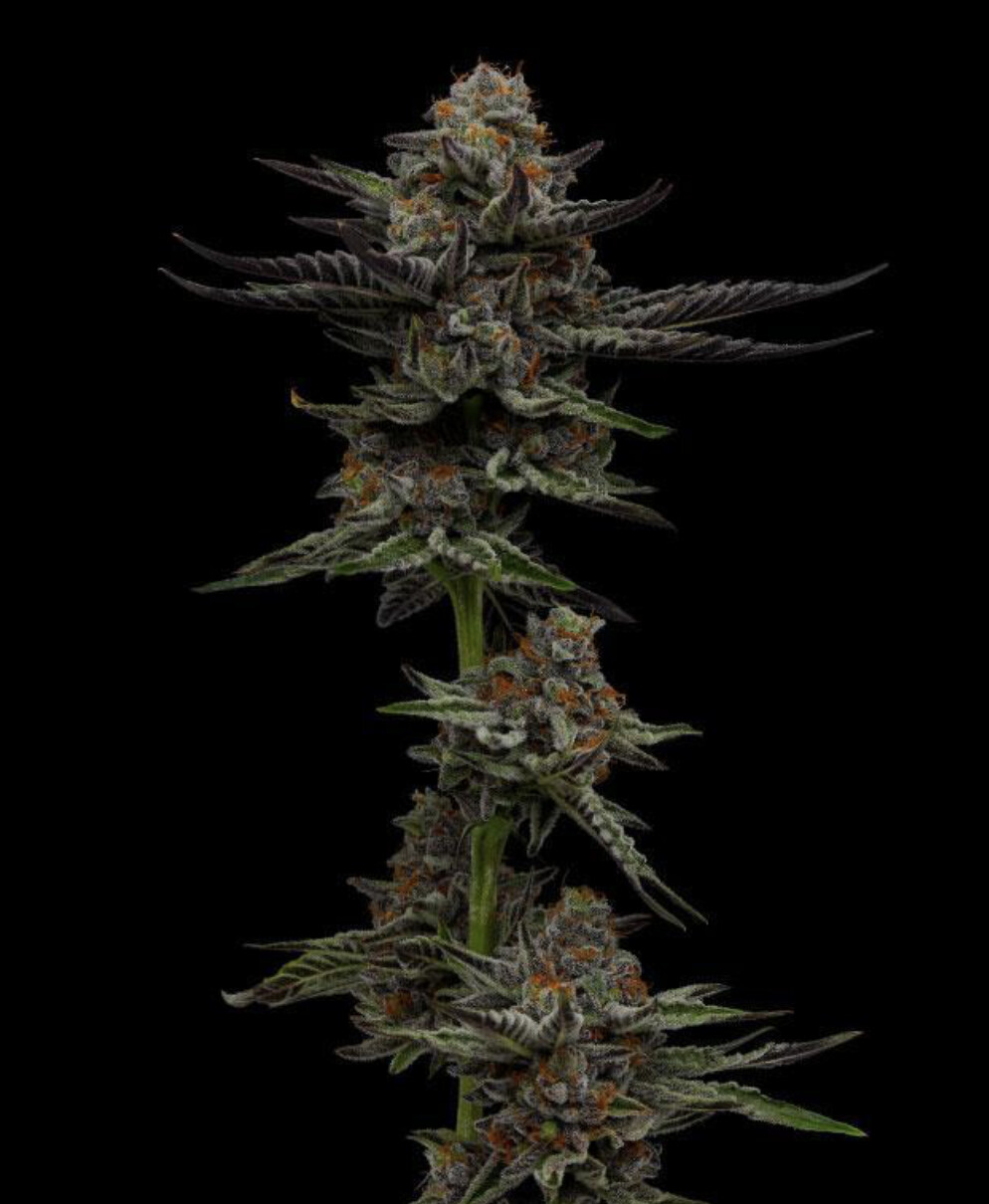 Vanilla Creme Pie Seeds