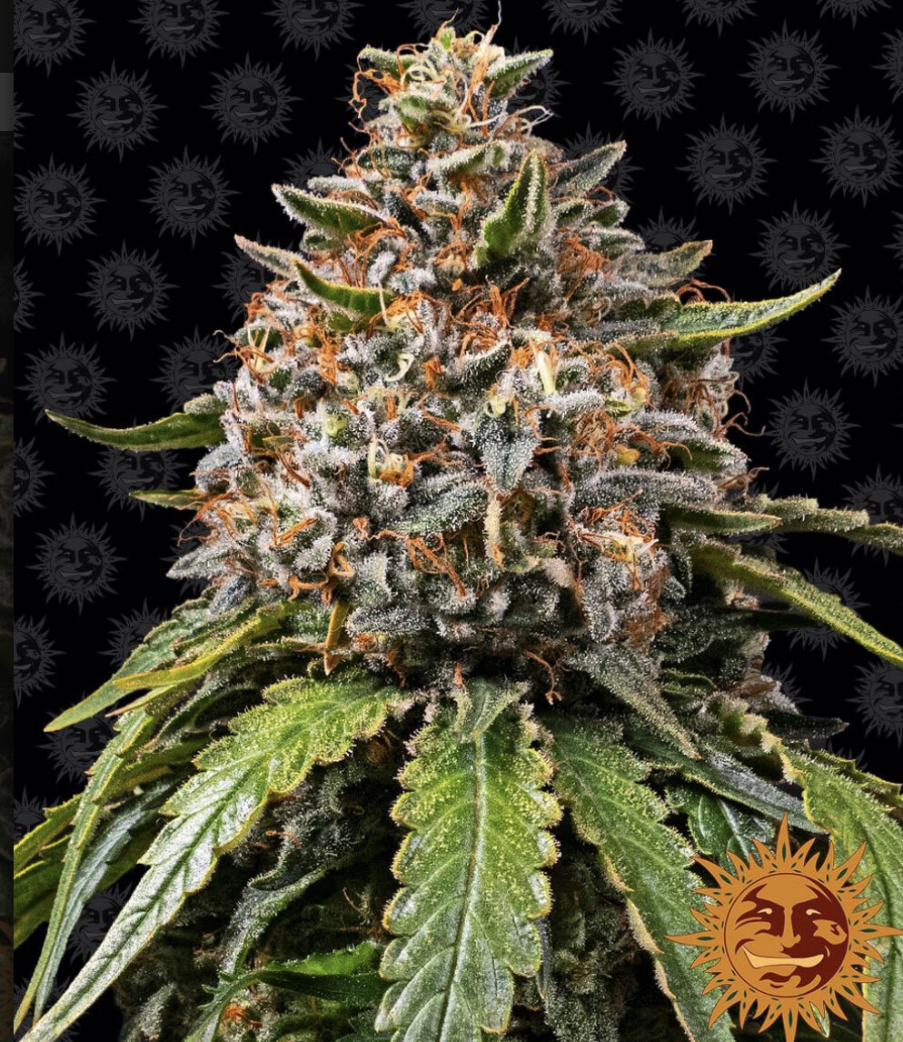 White Widow XXL Seeds - Barney&#39;s Farm