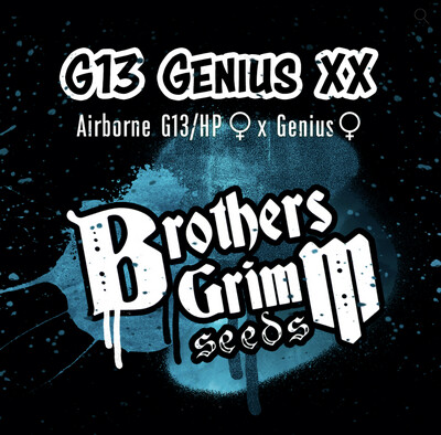 G13 Genius XX Seeds