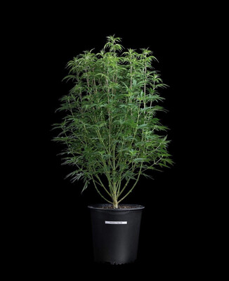 Princess Haze XX Seeds