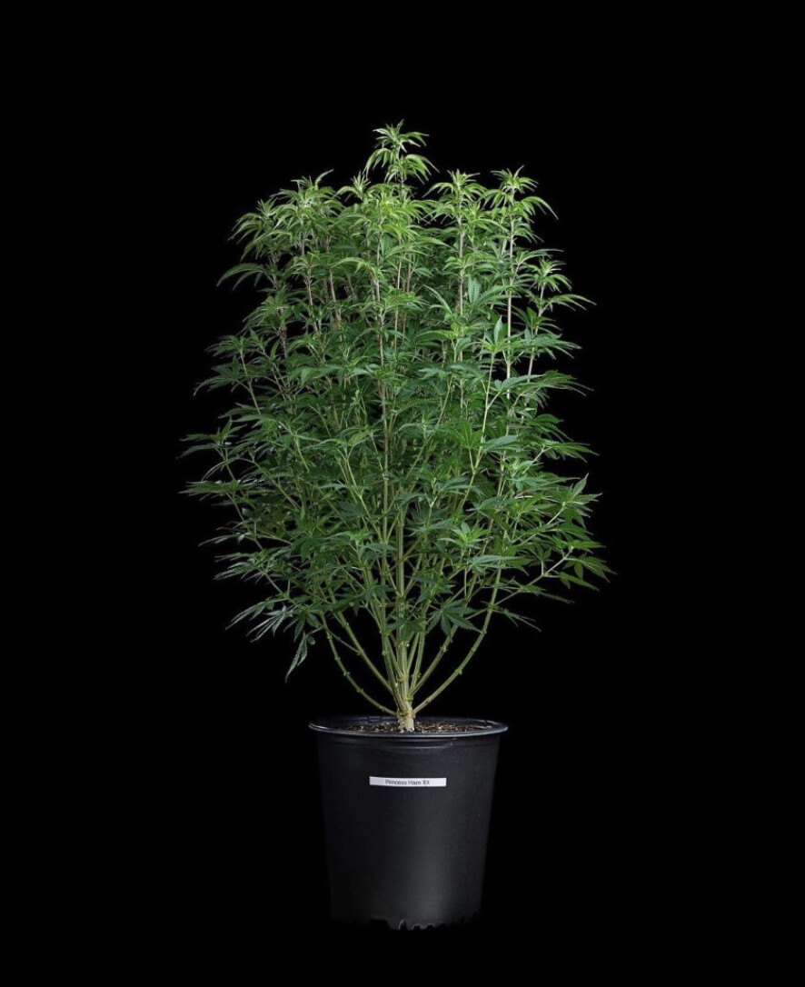 Princess Haze XX Seeds