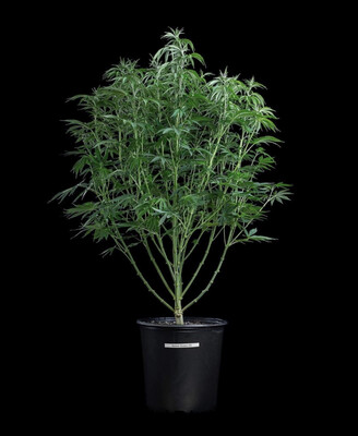 Space Queen XX Seeds