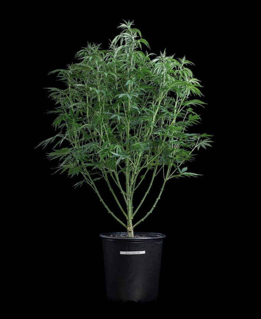 Space Queen XX Seeds