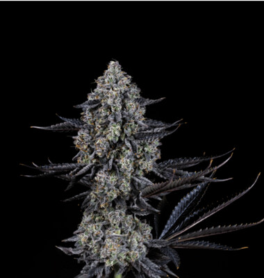 24 Karatz Seeds-Compound Genetics-3 Seeds