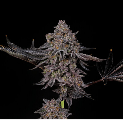 Tigerz Eye Seeds-Compound Genetics-3 Seeds