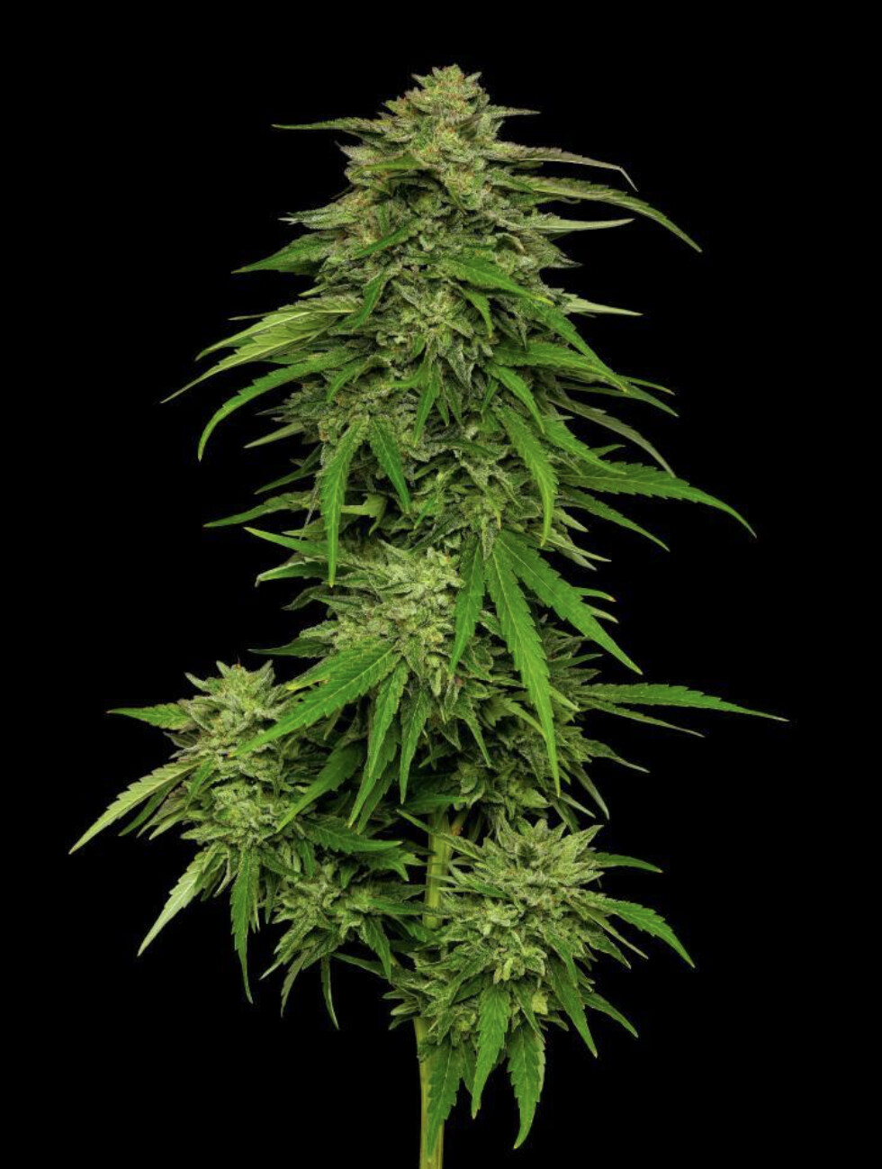 Mango Sherbert Auto Seeds
