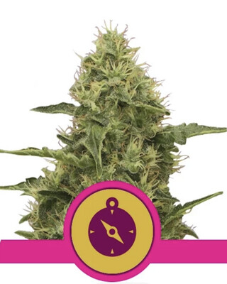 Northern Light Seeds-Royal Queen Seeds-3 Seeds