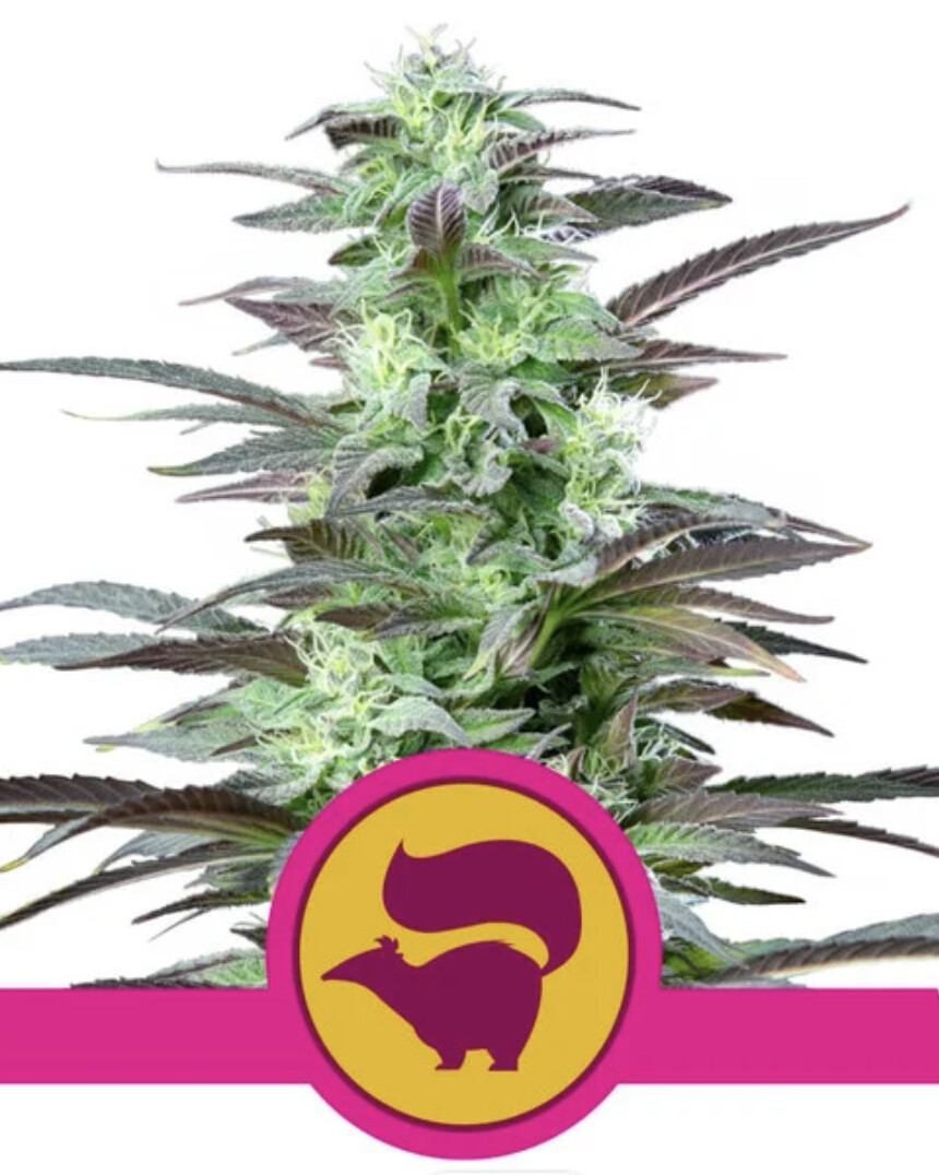 Skunk XL Seeds-Royal Queen Seeds-3 Seeds