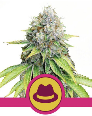 OG Kush Seeds-Royal Queen Seeds-3 Seeds