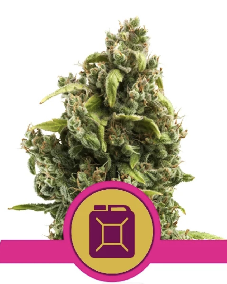 Sour Diesel Seeds -Royal Queen Seeds-3 Seeds