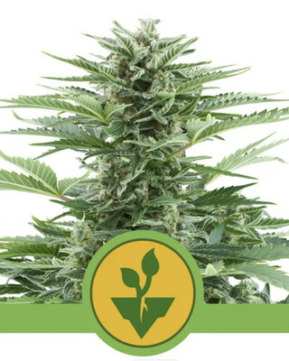 Easy Bud Auto Seeds-Royal Queen Seeds-3 Seeds