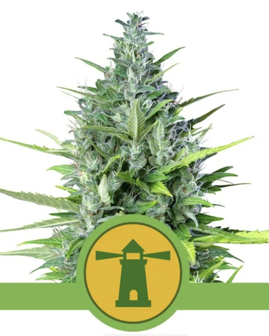 Royal Haze Auto Seeds-Royal Queen Seeds-3 Seeds