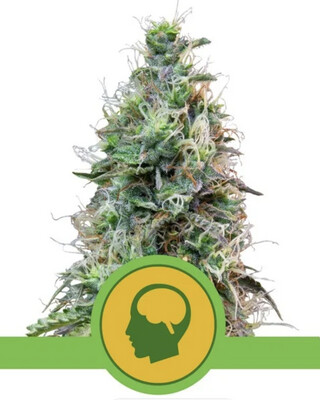 Amnesia Haze Auto Seeds-Royal Queen Seeds-3 and 5 Packs