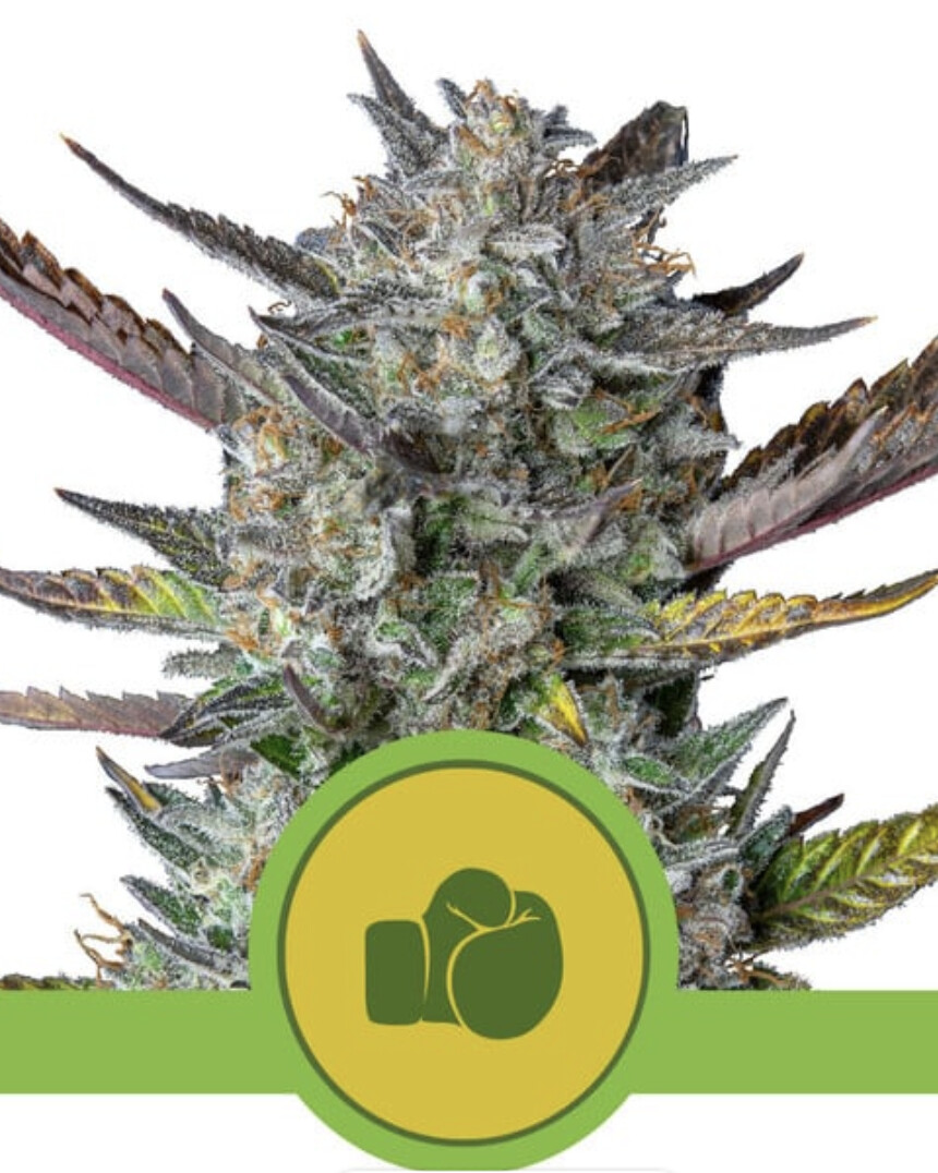 Purple Punch Auto Seeds-Royal Queen Seeds-3 Seeds