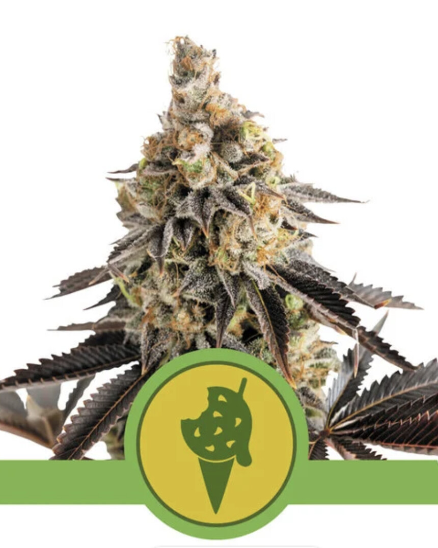Cookies Gelato Auto Seeds-Royal Queen-3 Seeds