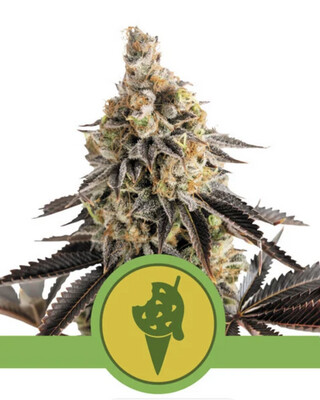 Cookies Gelato Auto Seeds-Royal Queen-3 Seeds