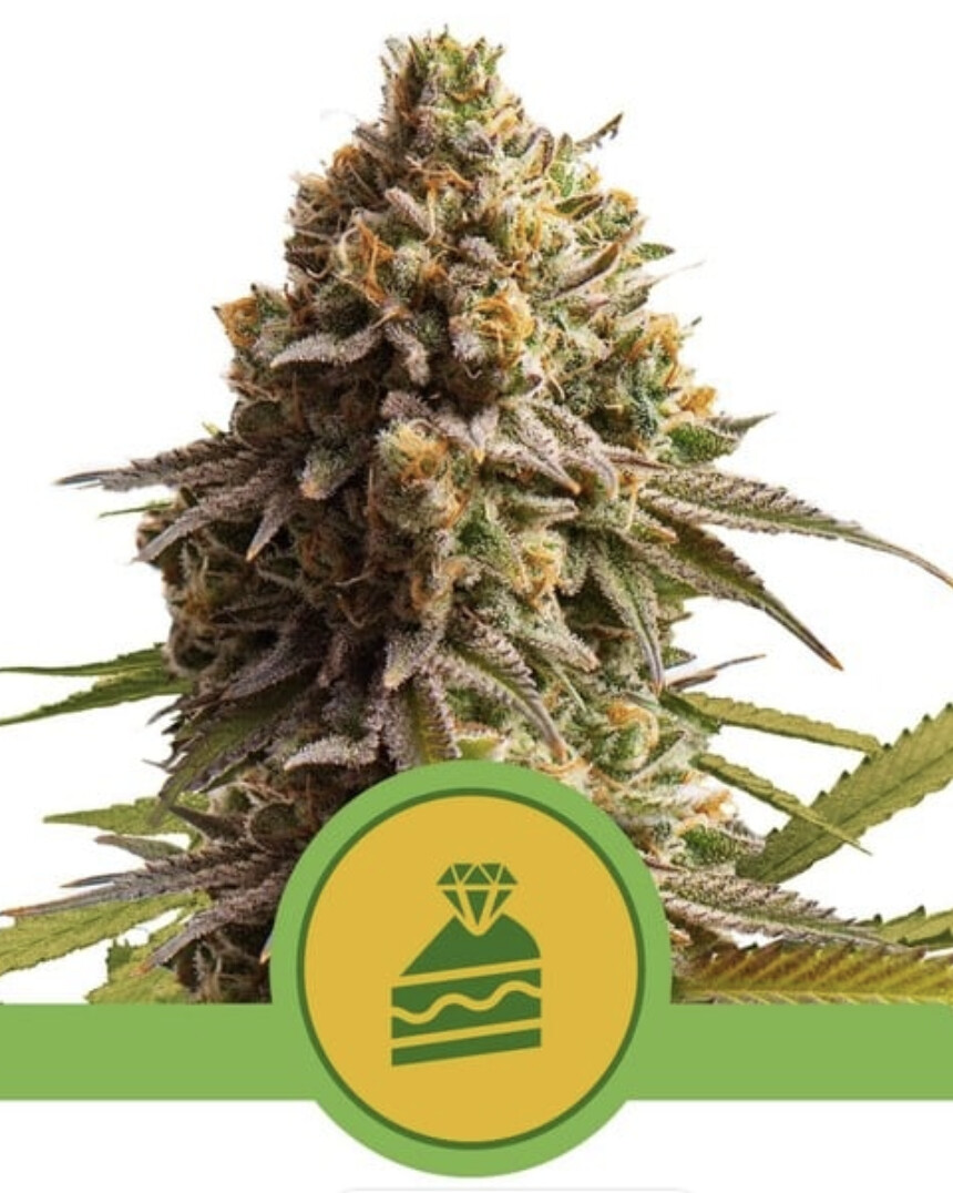 Wedding Cake Auto Seeds - Royal Queen Seeds-3 Seeds