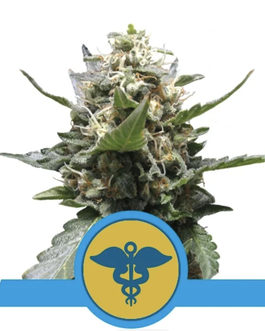 Royal Medic CBD Seeds-Royal Queen Seeds-3 Seeds