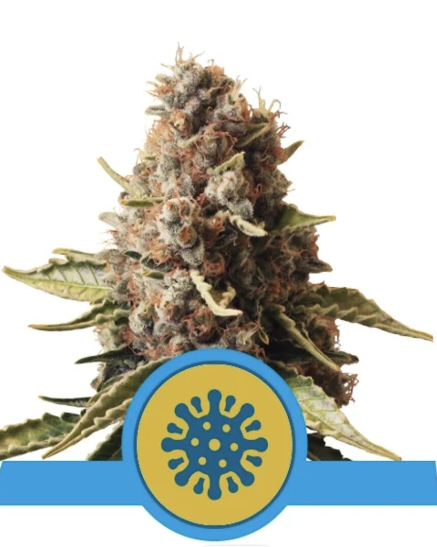 Euphoria CBD Seeds-Royal Queen Seeds-3 Seeds
