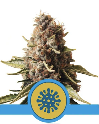 Euphoria CBD Seeds-Royal Queen Seeds-3 Seeds
