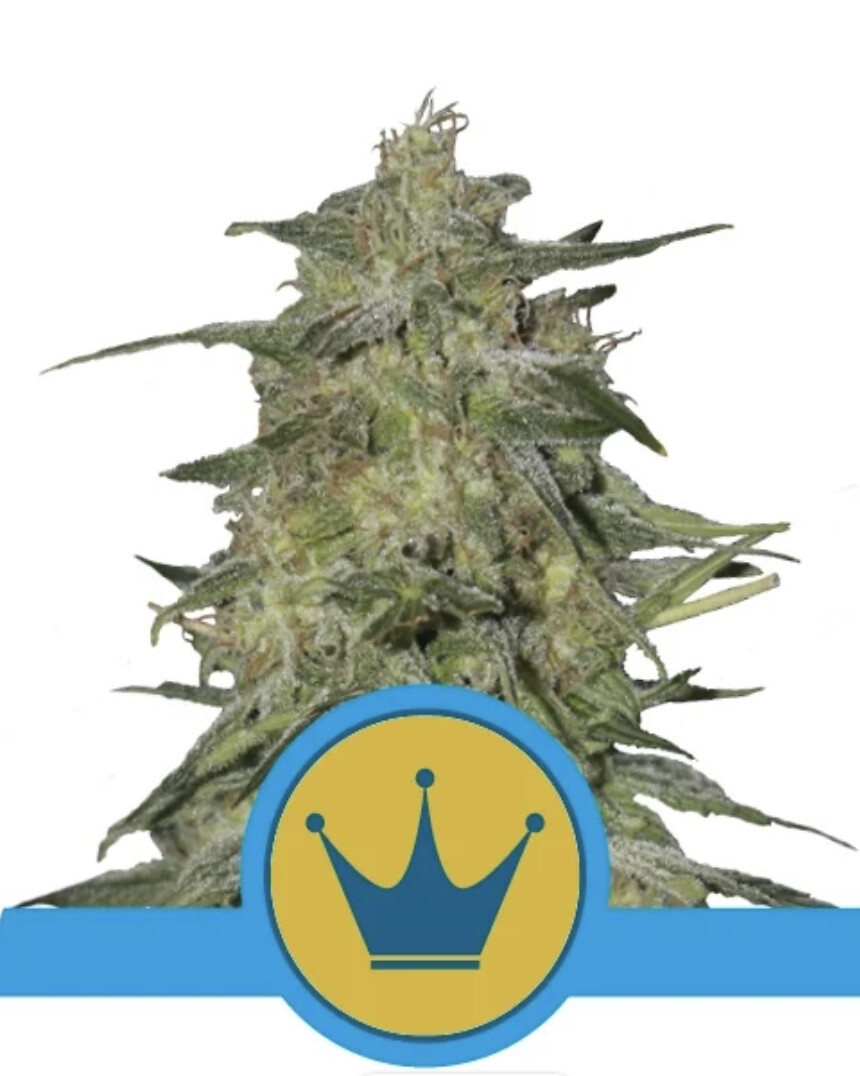 Royal Highness CBD Seeds-Royal Queen Seeds-3 Seeds