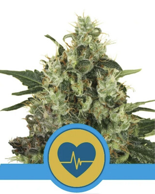 Medical Mass CBD Seeds