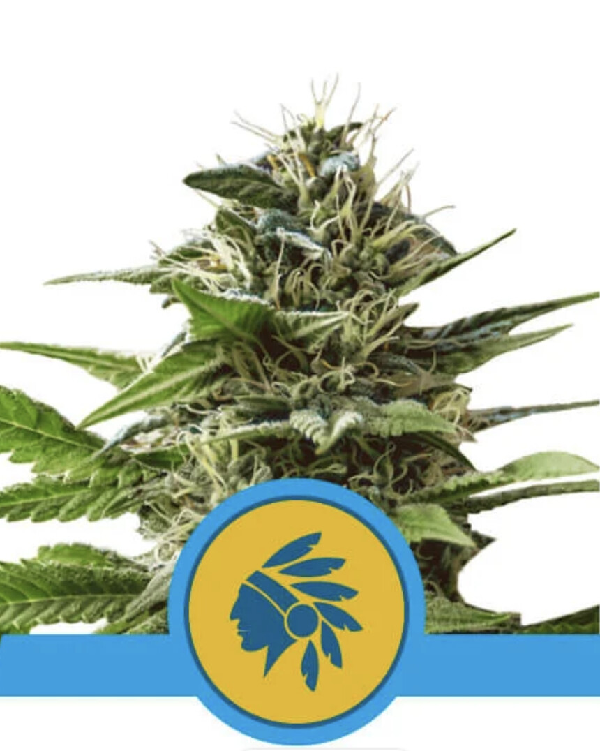 Tatanka Pure CBD Seeds-Royal Queen Seeds-3 Seeds