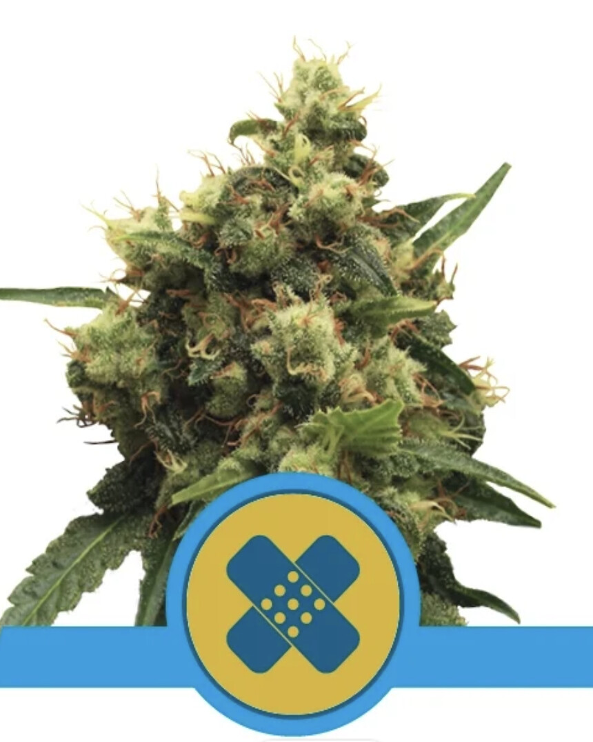 Painkiller XL CBD Seeds-Royal Queen Seeds-3 Seeds