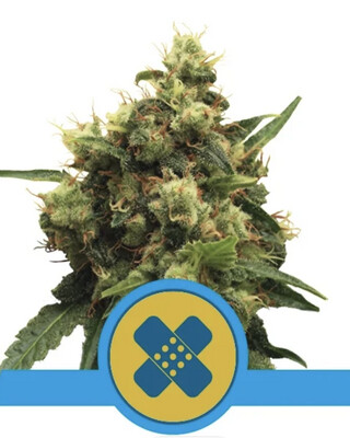 Painkiller XL CBD Seeds-Royal Queen Seeds-3 Seeds