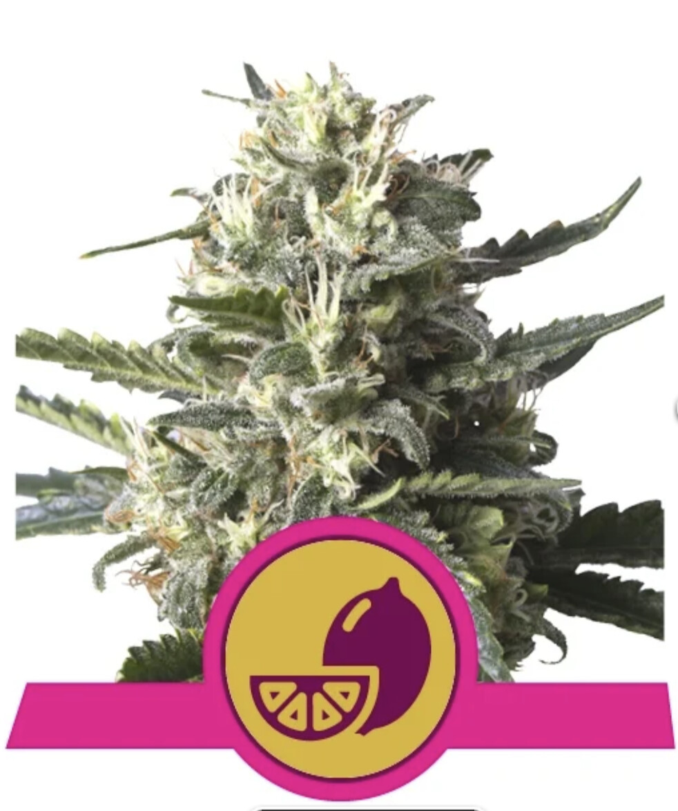 Lemon Shining Silver Haze Seeds-Royal Queen Seeds-3 Seeds
