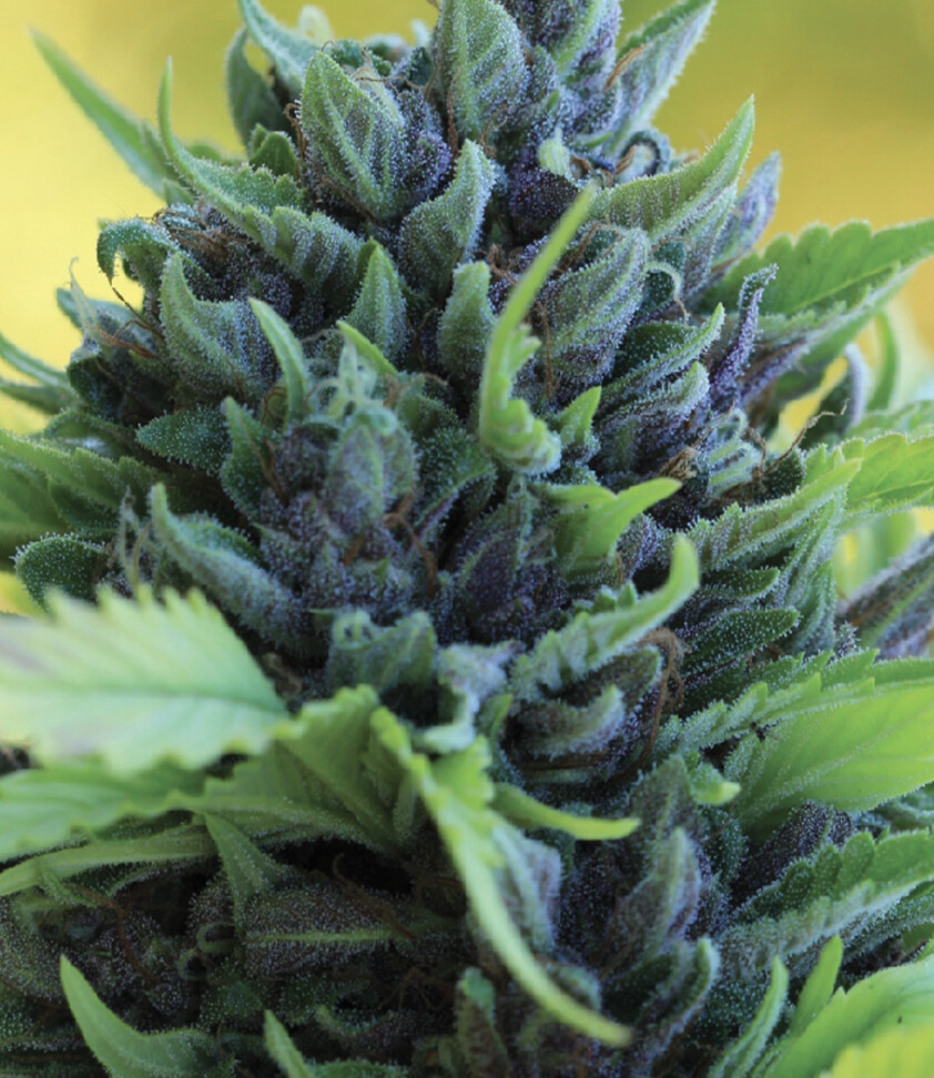 Humboldt Dream Auto Seeds-Humboldt Seed Co-5 Seeds