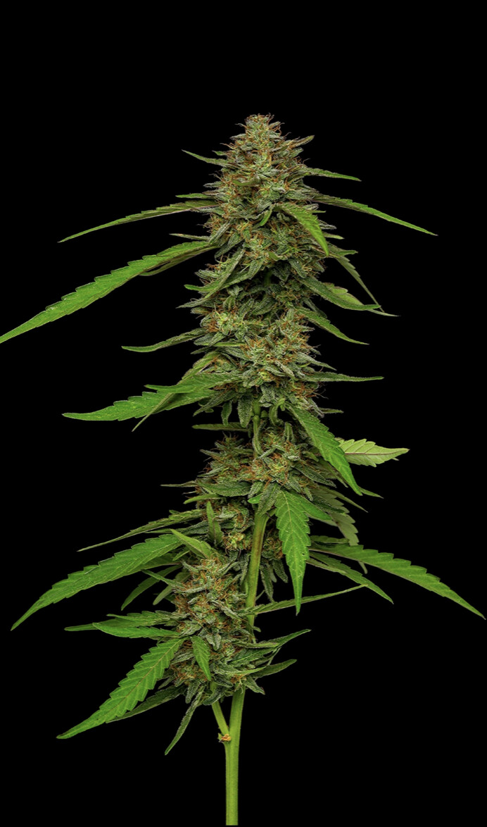 Strawberry Cheesecake Auto Seeds - Humboldt Seed Company