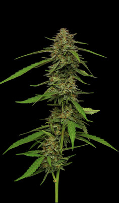 Strawberry Cheesecake Auto Seeds - Humboldt Seed Company
