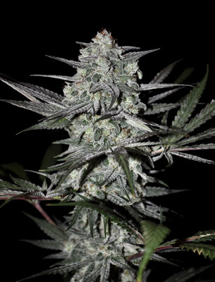 Jimbo Kush Seeds-Kindway Farms-5 Seeds
