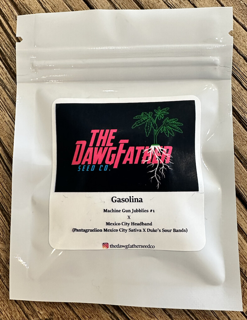 Gasolina Seeds-The Dawg Father-12 Seeds