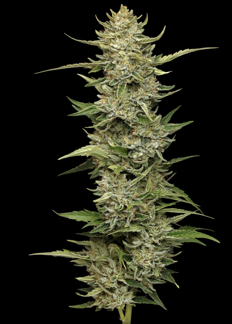 California Sour Diesel Auto Seeds