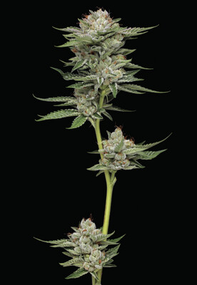 Durban Poison Auto Seeds