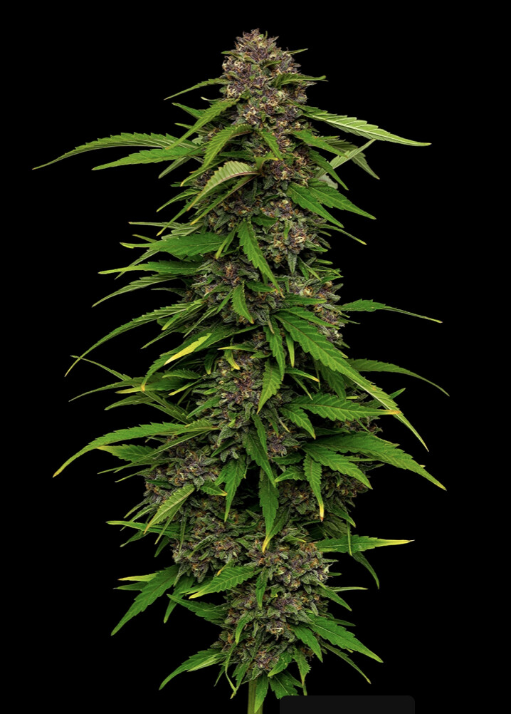 Squirt Auto Seeds