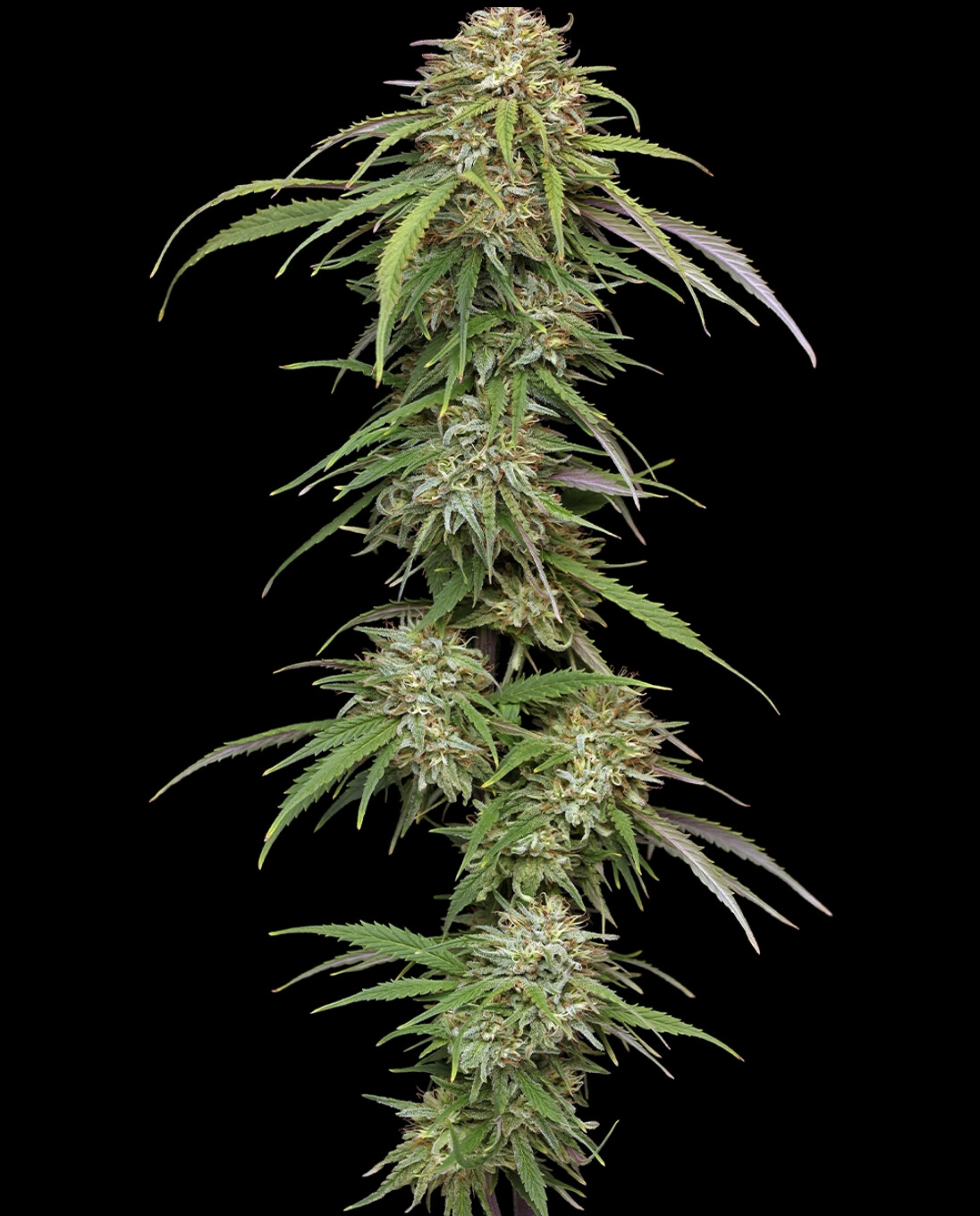 Super High Life Seeds