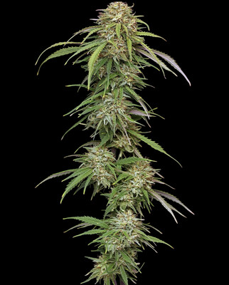 Super High Life Seeds