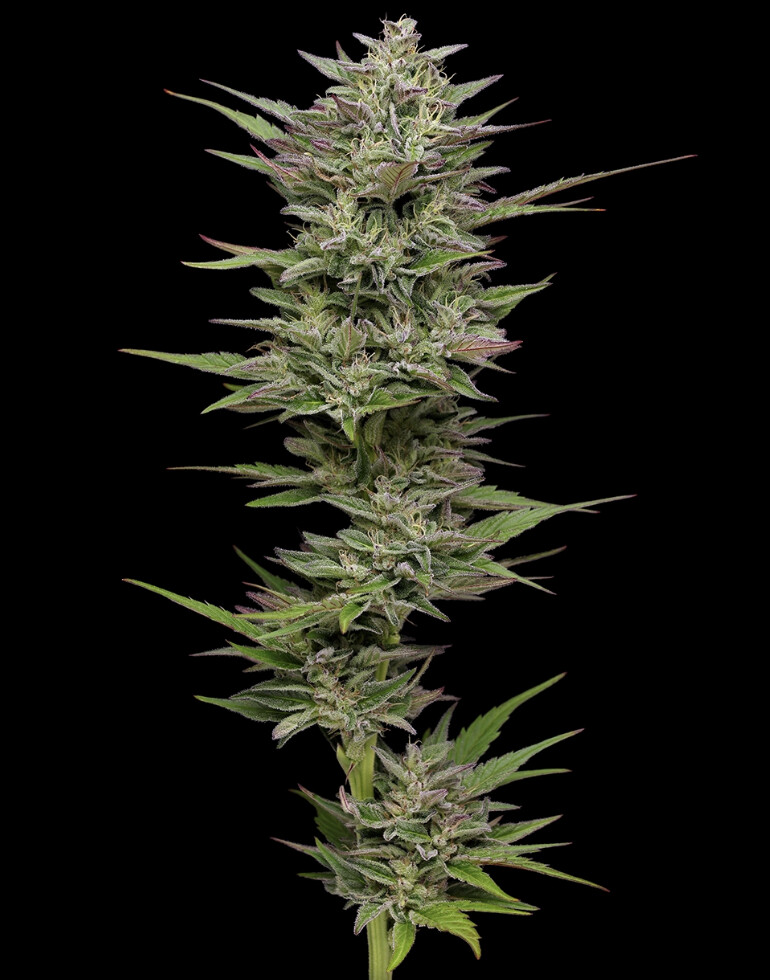 Trainwreck Auto Seeds - Humboldt Seed Company