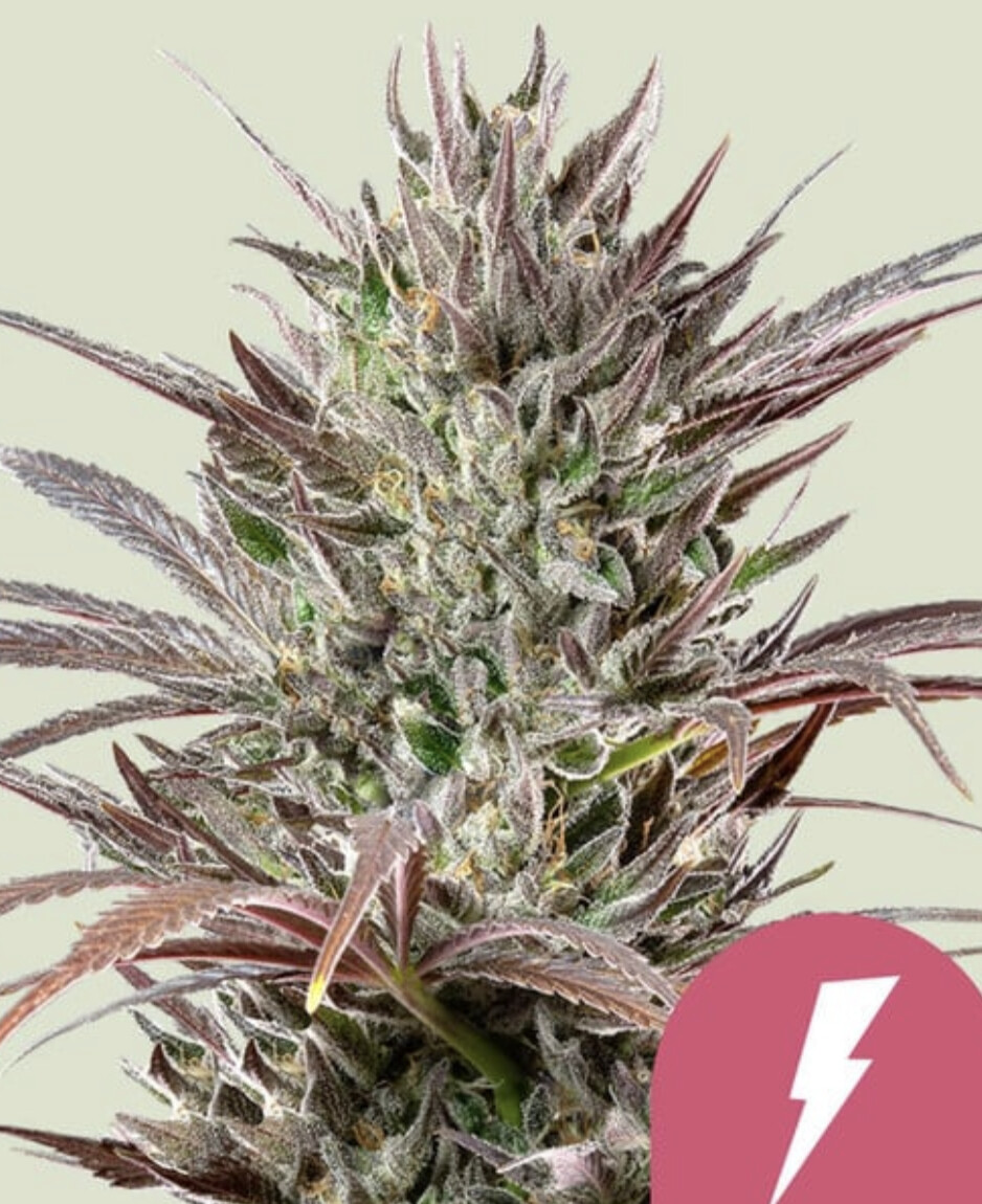 North Thunderfuck Seeds-Royal Queen Seeds-3 Seeds