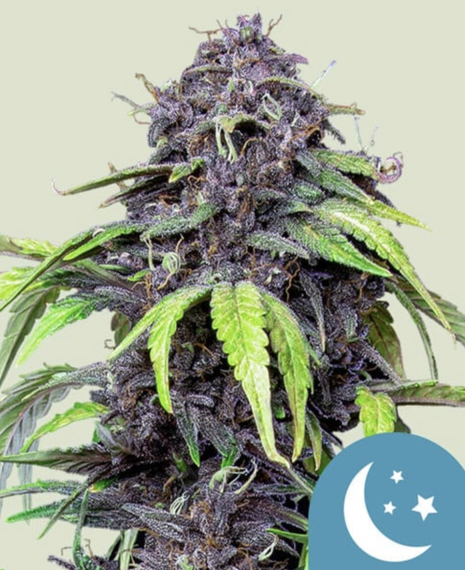 Purplematic CBD Auto Seeds-Royal Queen Seeds-3 Seeds