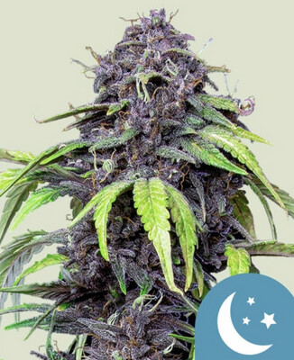 Purplematic CBD Auto Seeds-Royal Queen Seeds-3 Seeds