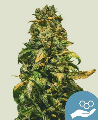 Solomatic CBD Auto Seeds-Royal Queen Seeds-3 Seeds