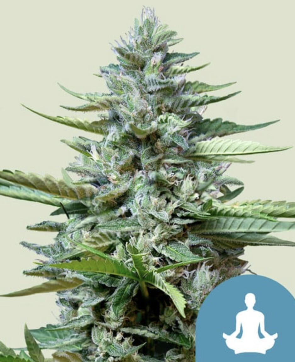 Stress Killer CBD Auto Seeds-Royal Queen Seeds-3 Seeds