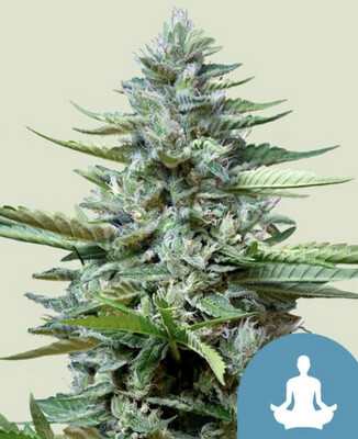 Stress Killer CBD Auto Seeds-Royal Queen Seeds-3 Seeds